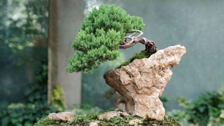 What Is A Bonsai Tree Meaning