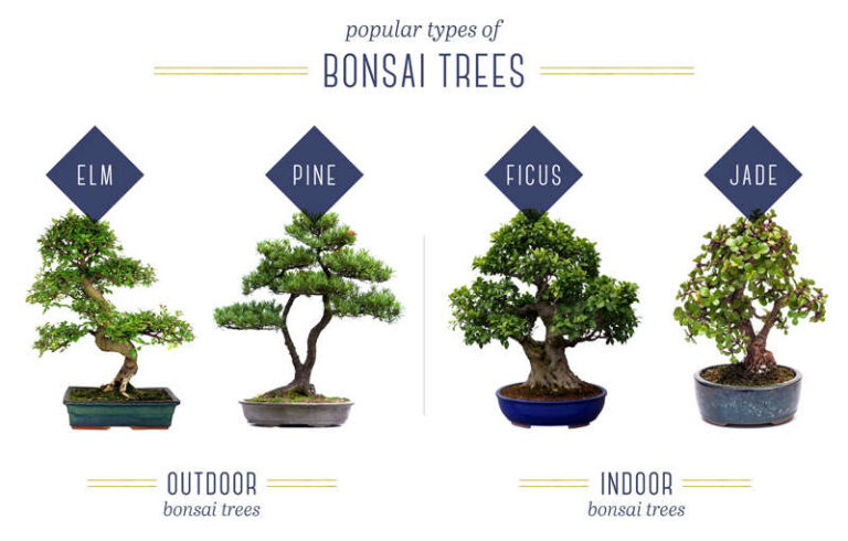 How To Take Care Of Indoor Bonsai Plants
