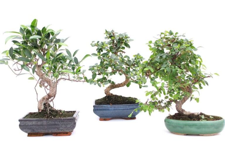 How To Look After A Bonsai Tree Indoors