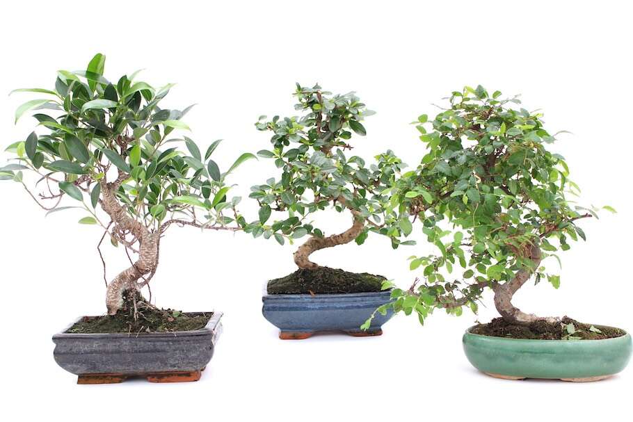 How To Look After A Bonsai Tree Indoors