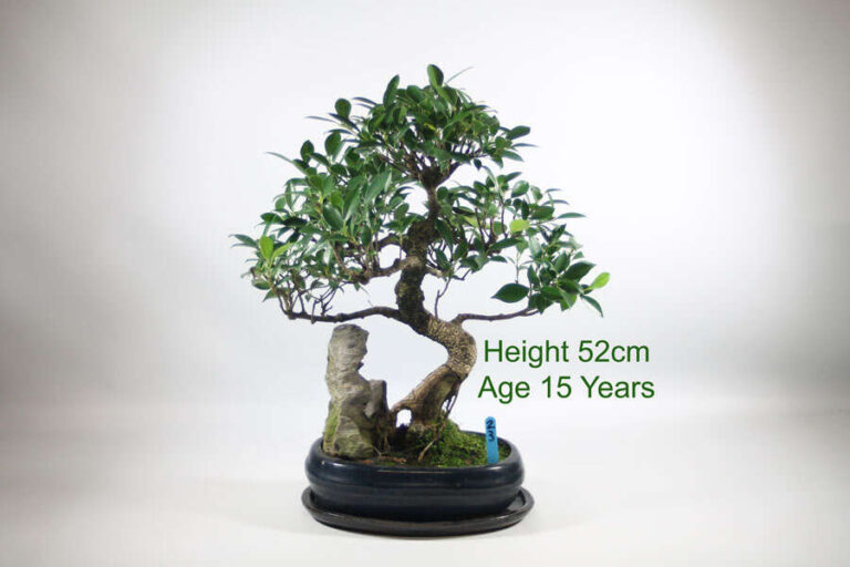 How To Care For A Ficus Bonsai Tree