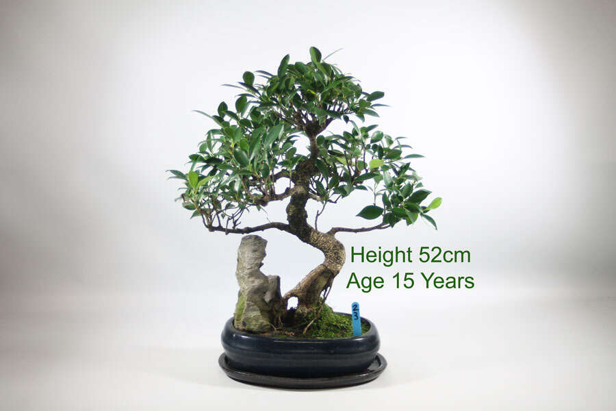 How To Care For A Ficus Bonsai Tree