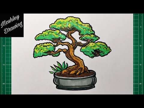 How To Draw A Bonsai Tree