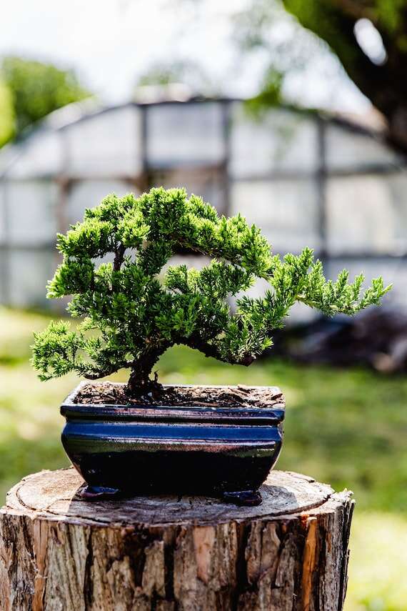 Can Juniper Bonsai Live Indoors