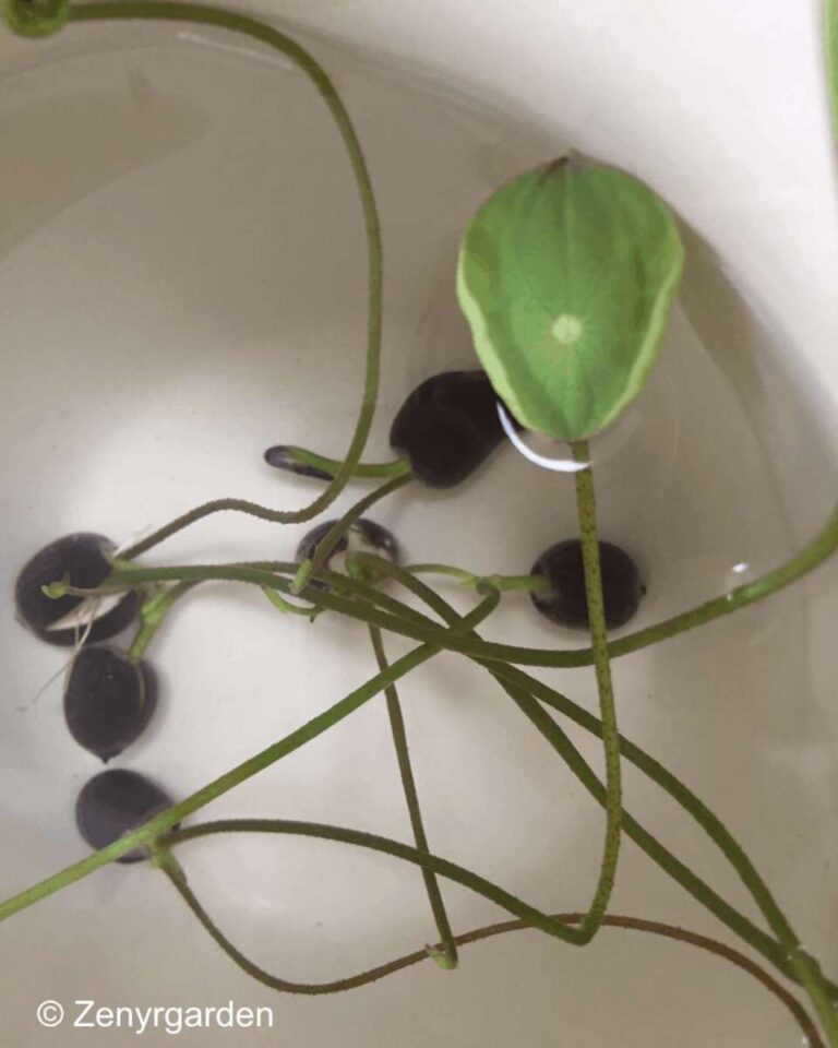 How To Grow Bonsai Lotus Seeds