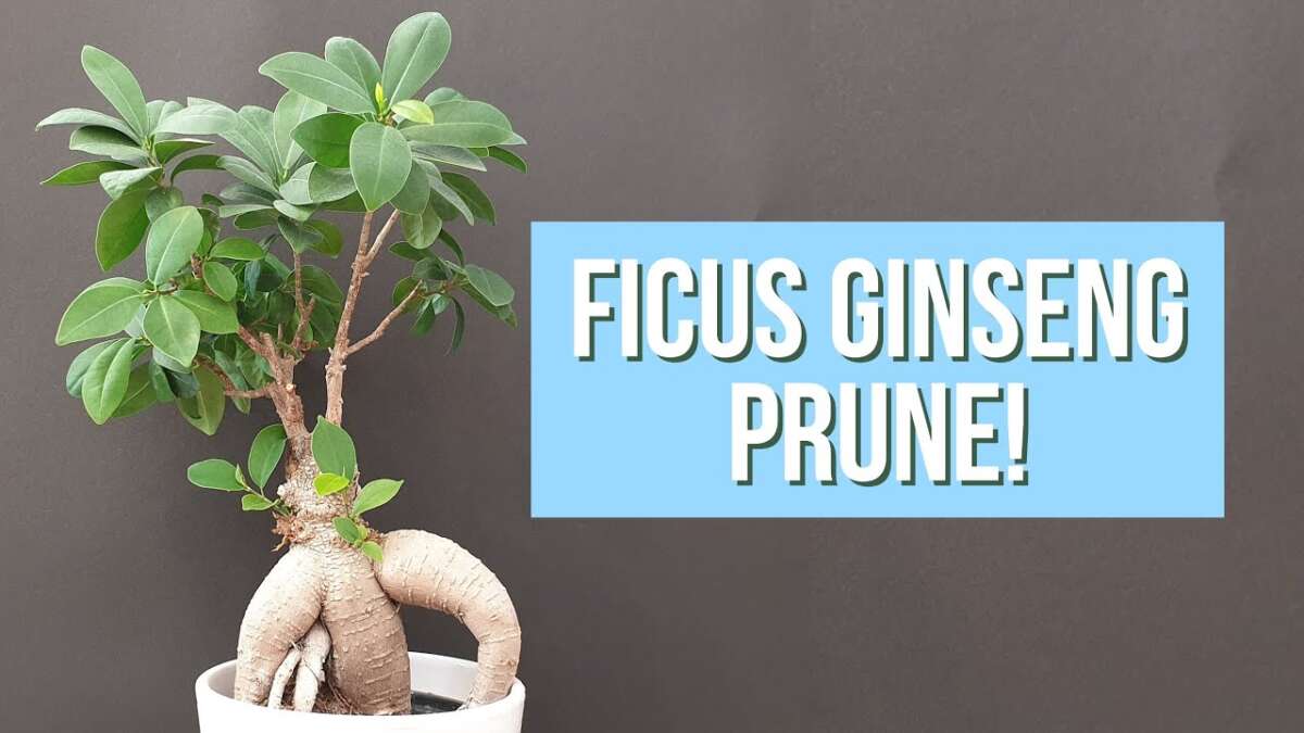 How To Trim Ficus Bonsai