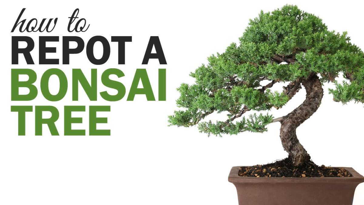 How To Pot A Bonsai Tree
