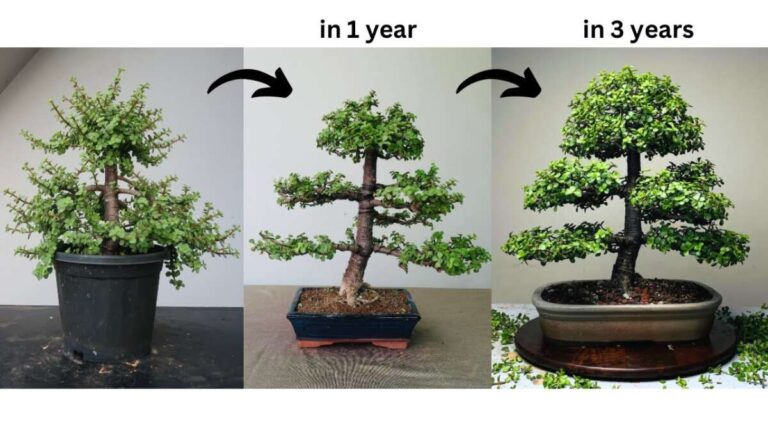 How To Bonsai A Jade Plant