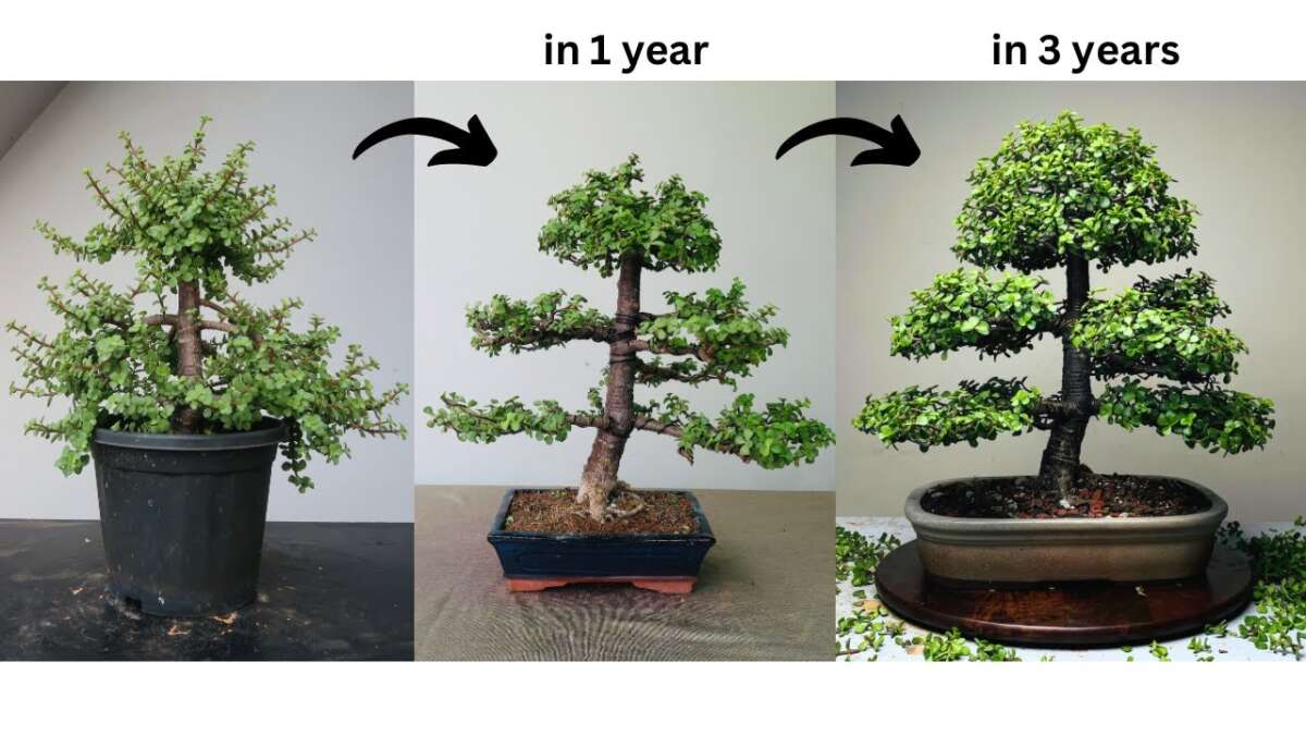 How To Bonsai A Jade Plant