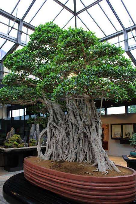 What Is The Oldest Bonsai Tree