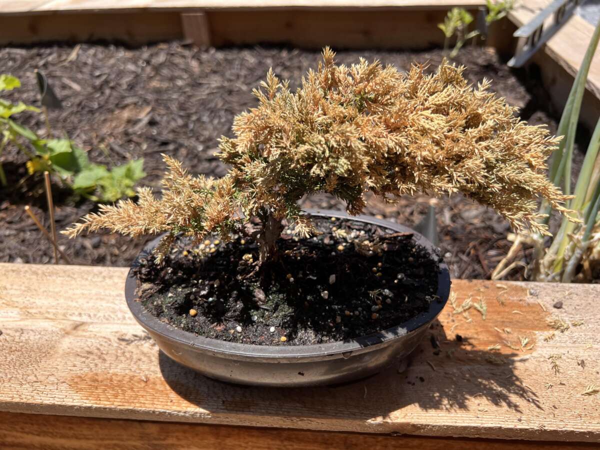 How Often To Water Juniper Bonsai