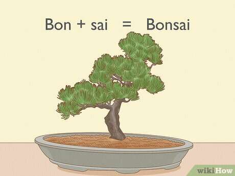 How Do Bonsai Trees Work