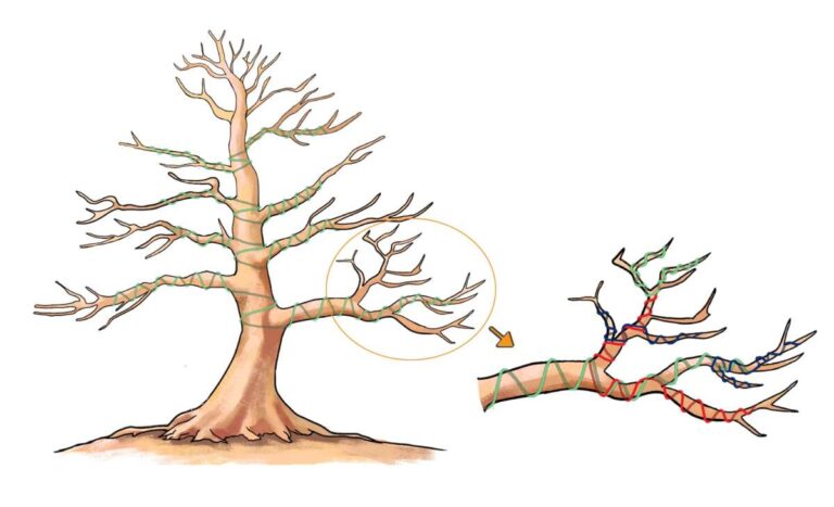 How To Train A Bonsai Tree
