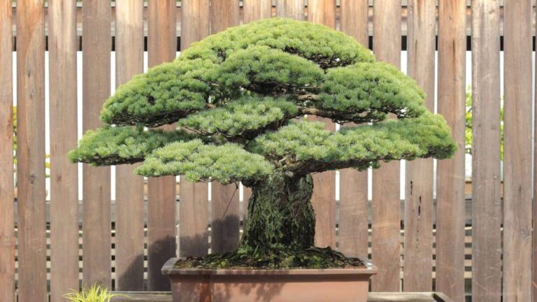 How Much Are Bonsai Plants