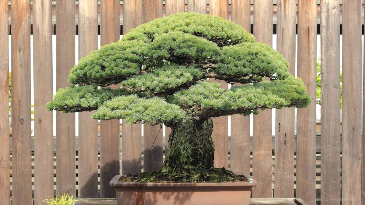 How Much Are Bonsai Plants