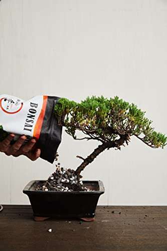 Best Soil For Weeping Willow Bonsai