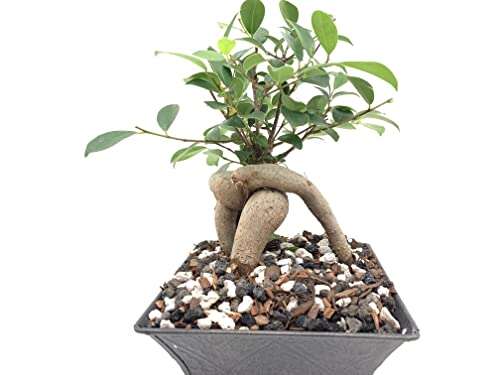 Best Soil Mix For Ficus Bonsai