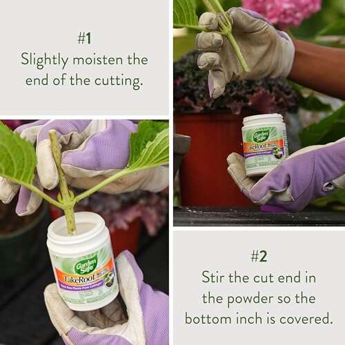 Best Rooting Hormone For Bonsai