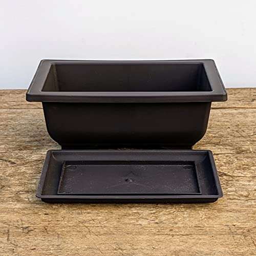 Best Pots For Bonsai Plants