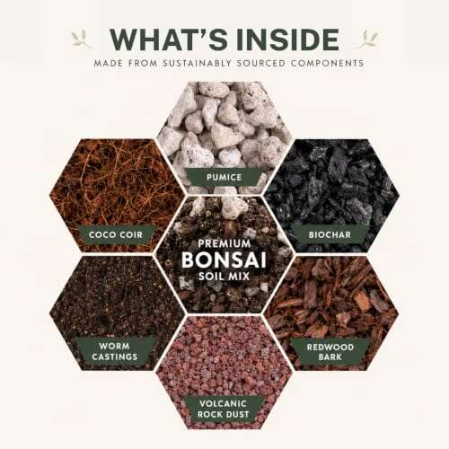 Best Soil For Indoor Bonsai