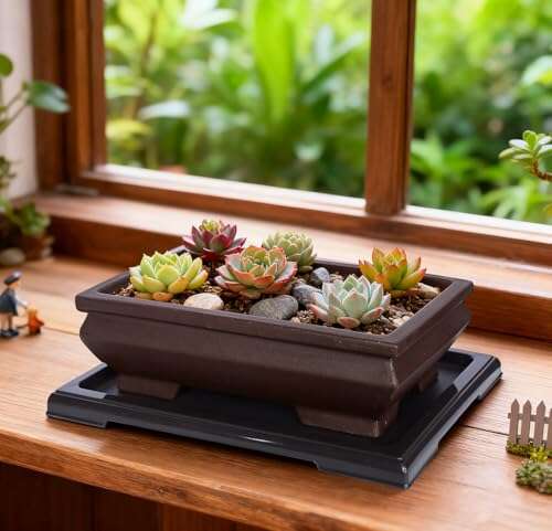 Best Pot For Juniper Bonsai
