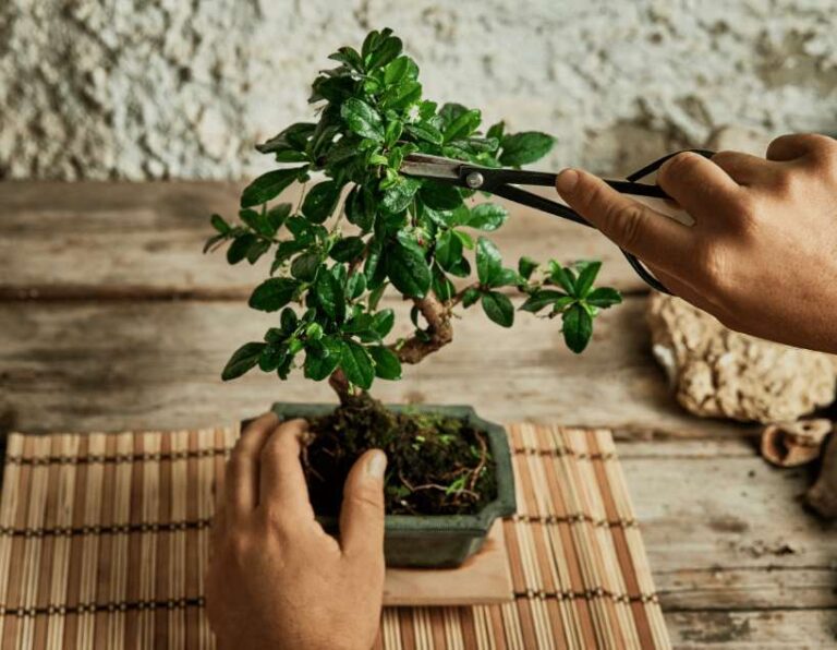 How To Trim A Bonsai Tree For Beginners