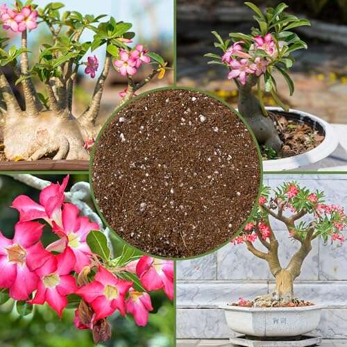 Best Soil For Desert Rose Bonsai