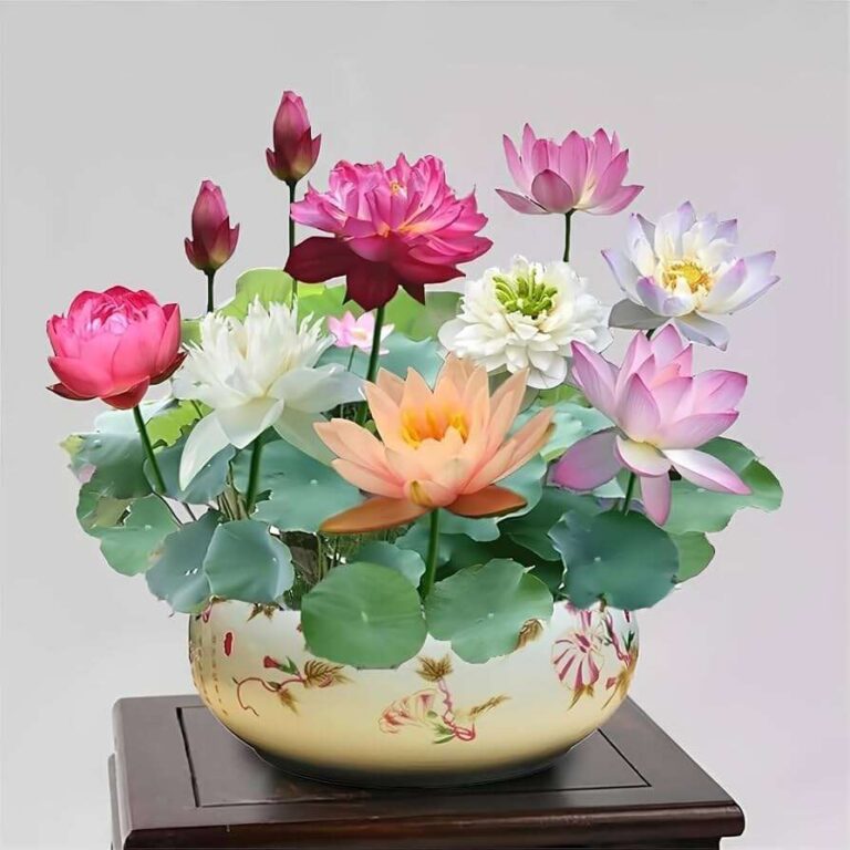 How To Plant Bonsai Lotus Seeds