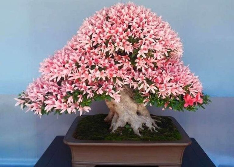 How To Care For An Azalea Bonsai