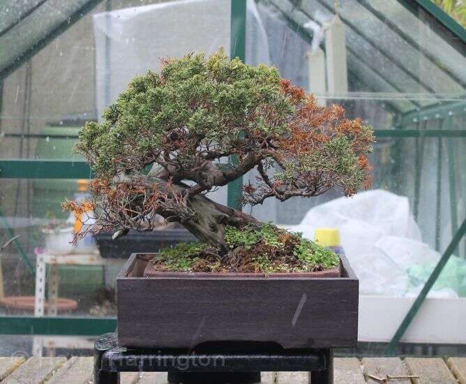 Why Is My Juniper Bonsai Tree Turning Brown