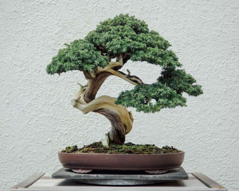What Does A Bonsai Tree Look Like