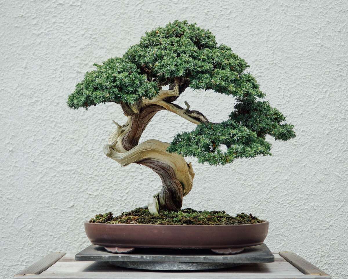 What Does A Bonsai Tree Look Like