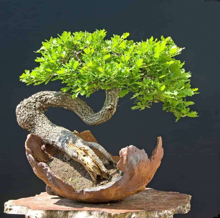 Can You Bonsai An Oak Tree