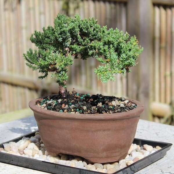 Where Can I Buy Bonsai Pots