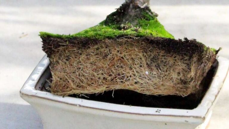 How To Repot A Bonsai Tree For Beginners