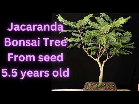 How Long Does It Take To Grow A Jacaranda Bonsai