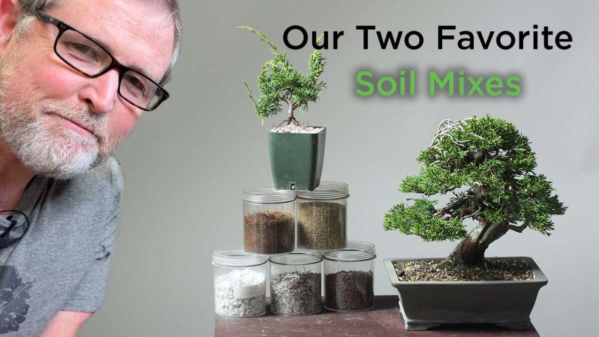 Do Bonsai Need Special Soil