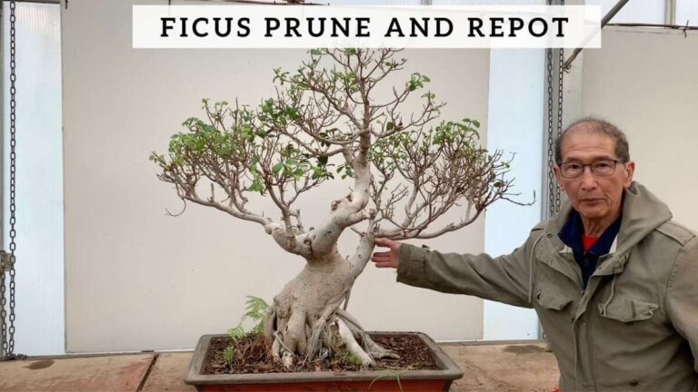 How To Trim A Bonsai Ficus