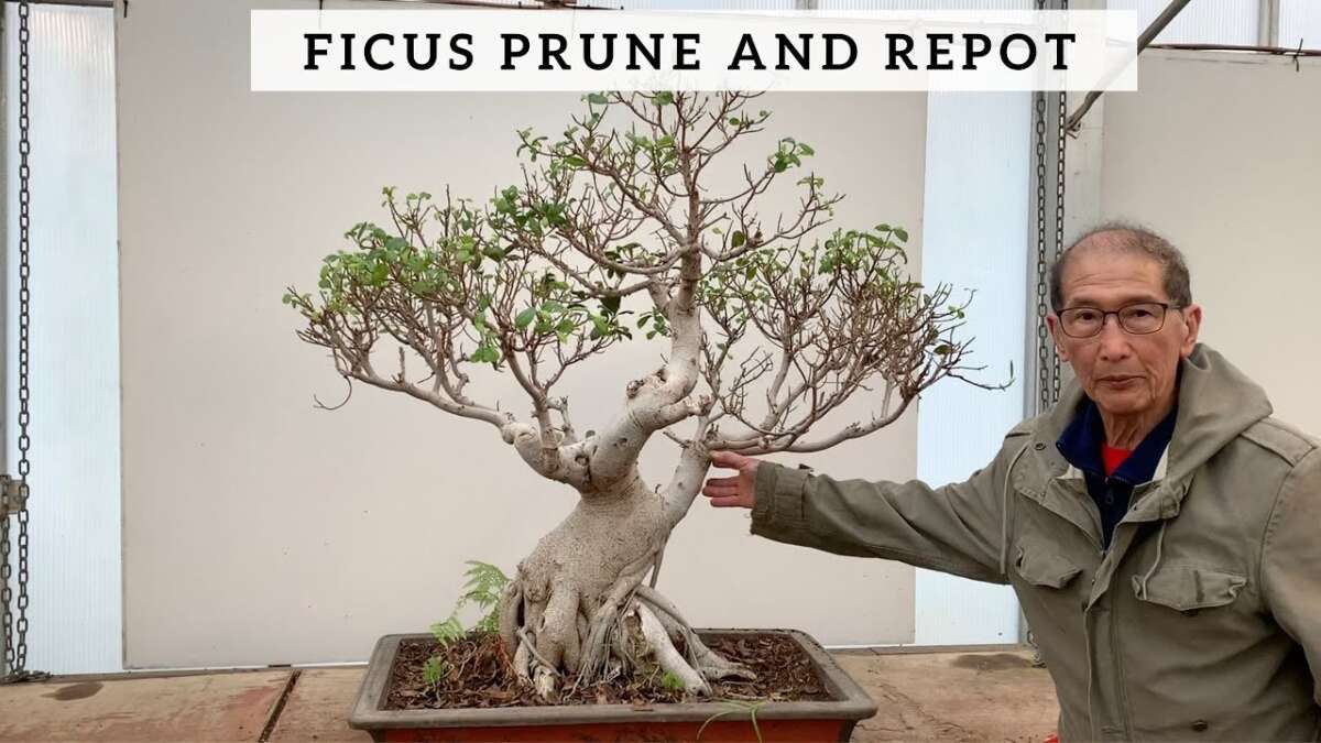 How To Trim A Bonsai Ficus