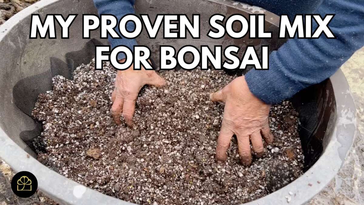 What Type Of Soil For Bonsai
