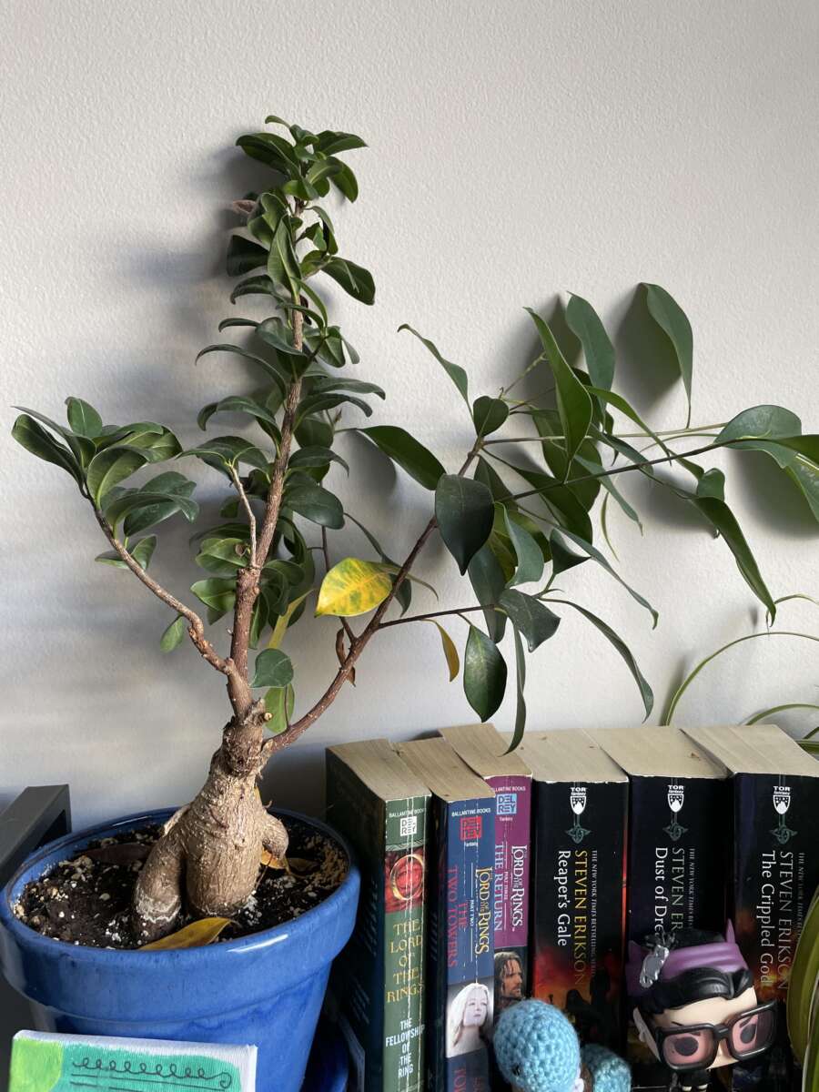 Why Is My Bonsai Tree Turning Yellow