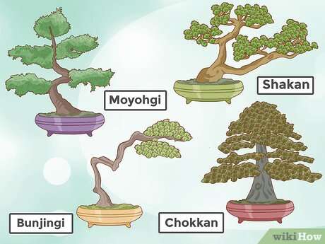How Do Bonsai Trees Stay Small
