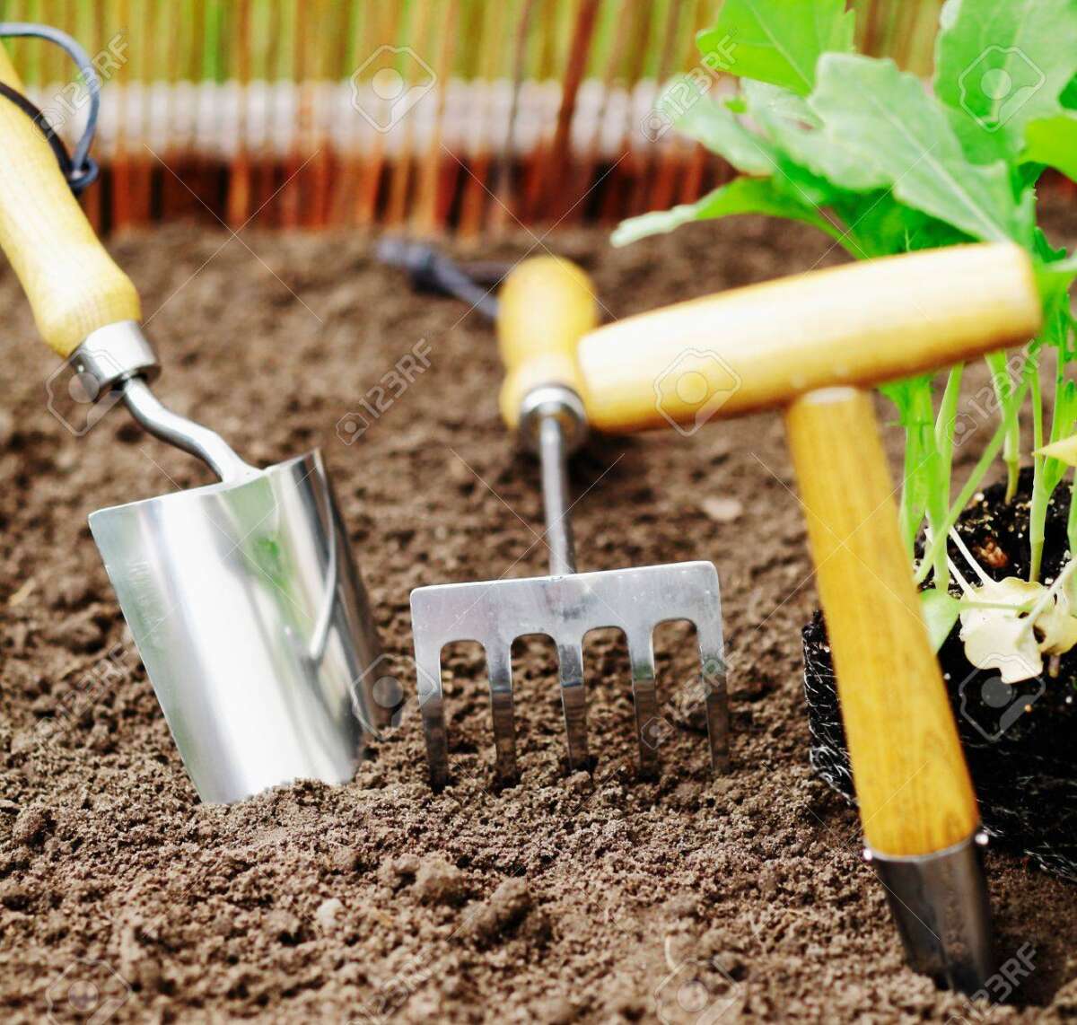 What Tool Is Used For Transplanting Seedlings