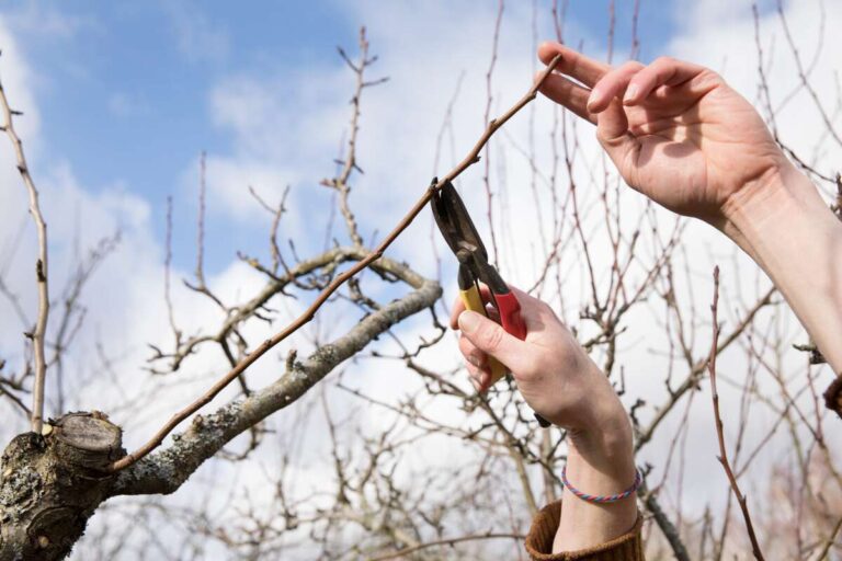 Can I Prune Fruit Trees In Autumn