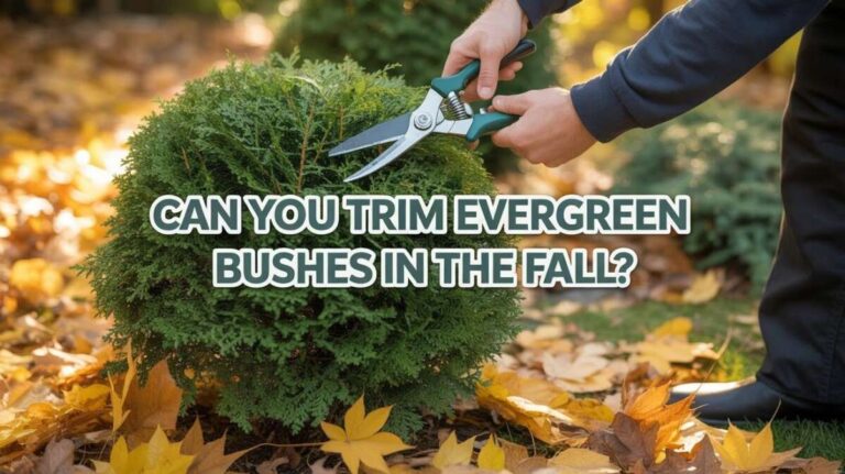 Can Bushes Be Trimmed In The Fall