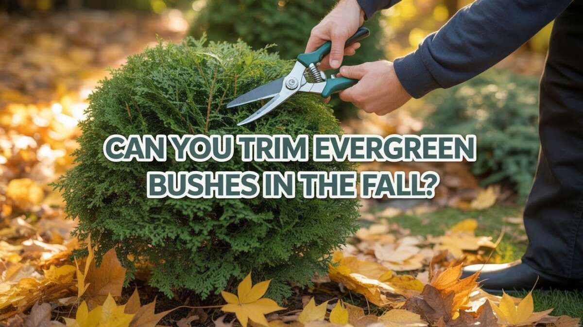 Can Bushes Be Trimmed In The Fall