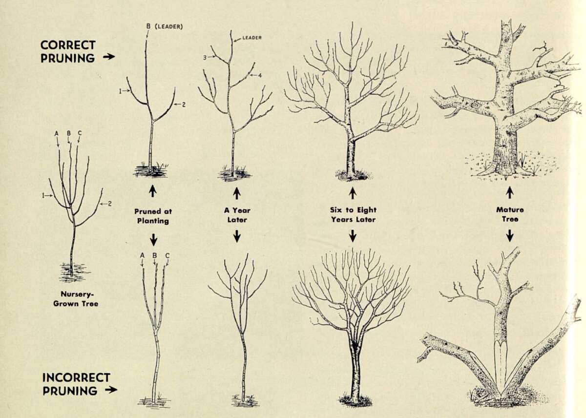 Can I Prune Fruit Trees In The Fall