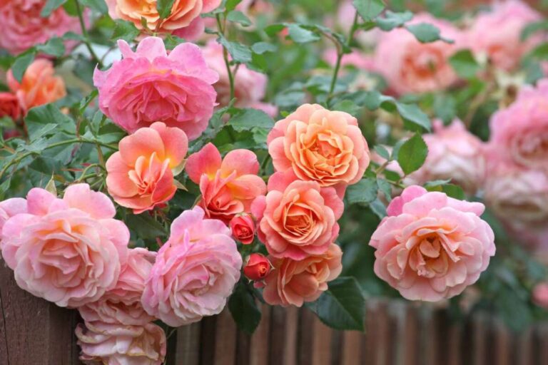 Can I Cut Rose Bushes Back In October