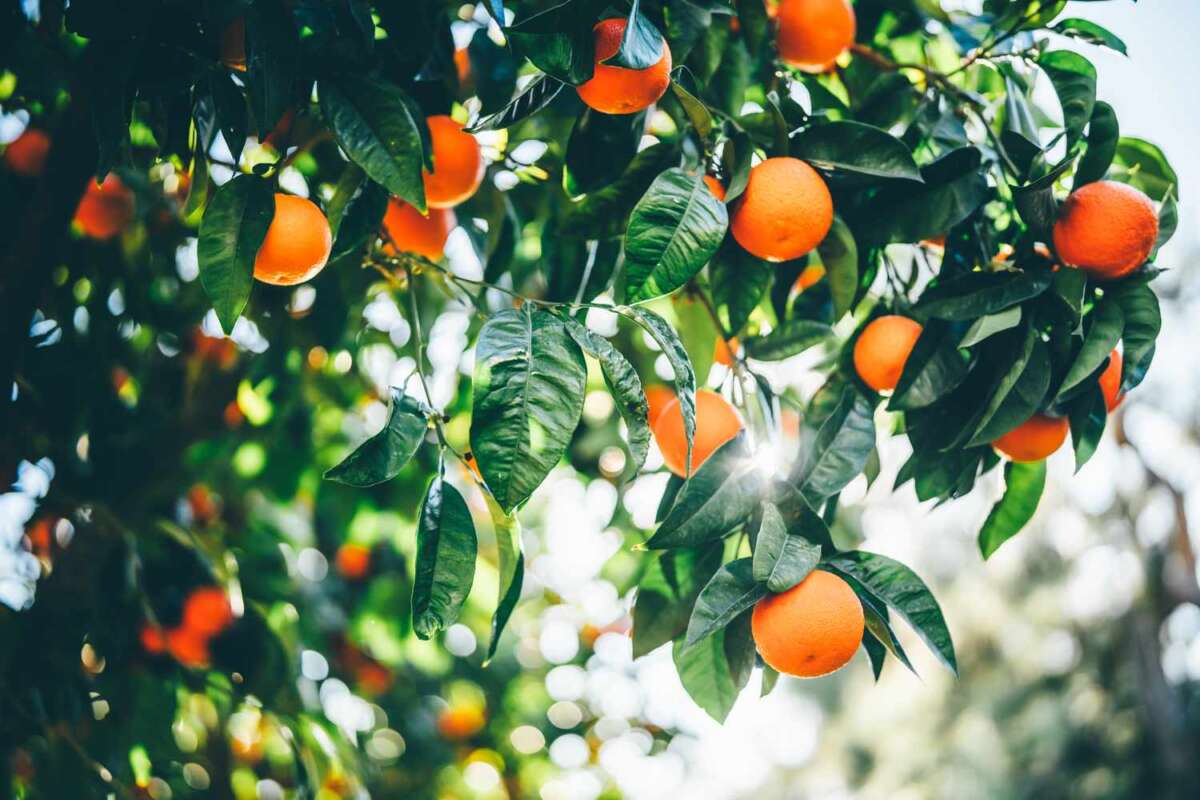 Can I Trim Fruit Trees In The Fall