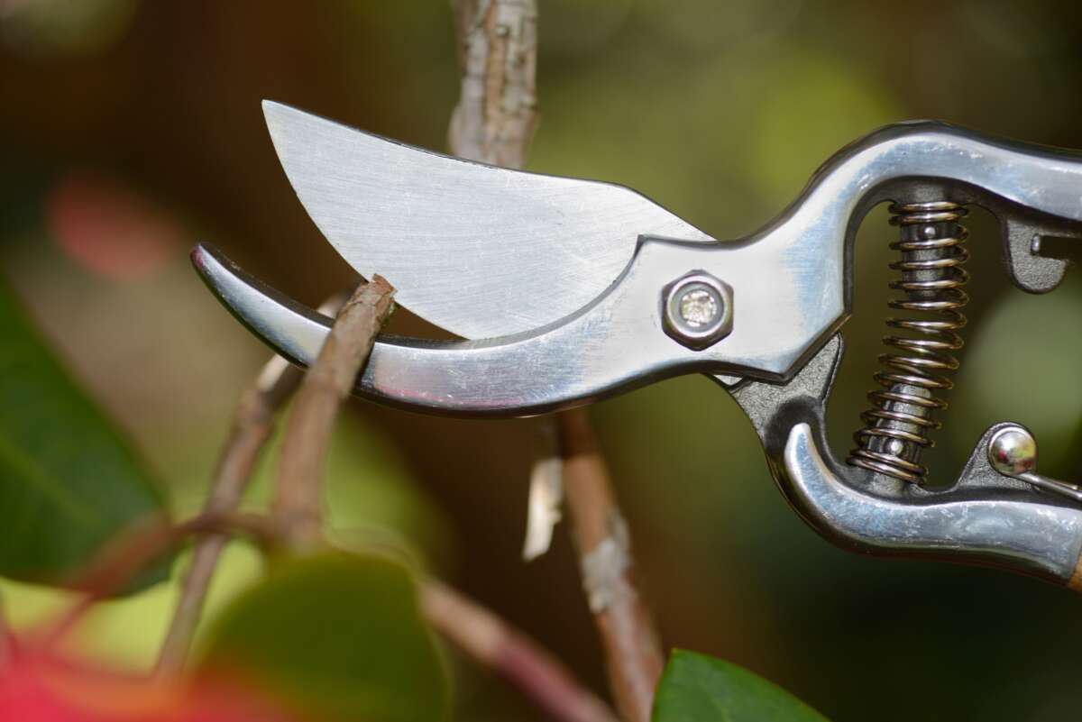 How Do You Sharpen Pruning Shears